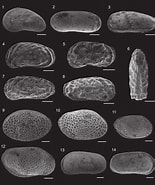 Afbeeldingsresultaten voor Eucythere Argus Stam. Grootte: 155 x 185. Bron: www.researchgate.net