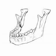 Image result for Animal Jaw Skeleton