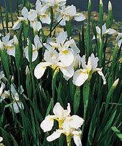 Image result for Iris sibirica Snow Queen