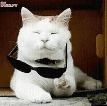 Image result for Cat Attitude Meme