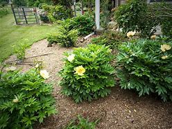 Image result for Paeonia itoh Going Bananas