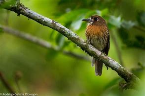 Image result for Malacoptila fulvogularis