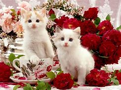 Image result for Businessman Cat Wallpapers