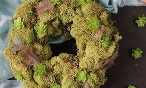Image result for Moss for Plants