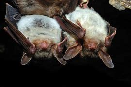 Image result for Bats Mosquitoes