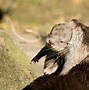 Image result for Baby Otter and Big Red Barn