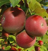 Image result for Apple Winesap Fruit Tree