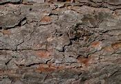 Image result for Walnut Wood Grain Texture