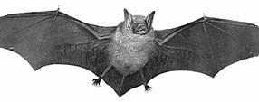 Image result for Bat Transparent Pug
