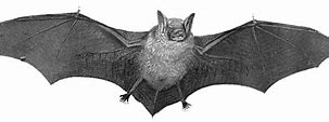 Image result for Bat Transparent Animal