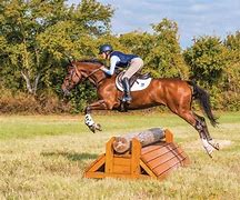 Image result for Show Jumping Horses