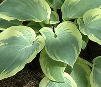Image result for Hosta Nothern Exposure