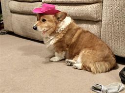 Image result for Corgis in Hats