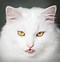 Image result for White Cat Face