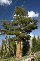 Image result for Western Pine