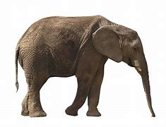 Image result for alifante