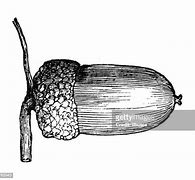 Image result for Common Tree Nuts