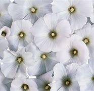 Image result for Beautiful White Wallpaper