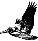 Image result for Pelican Kayak Logo