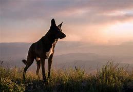 Image result for Collie Wolf Mix