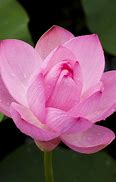 Image result for Lotus Flower Wallpaper iPhone 6