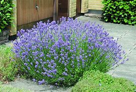 Image result for Lavandula angustifolia grosso