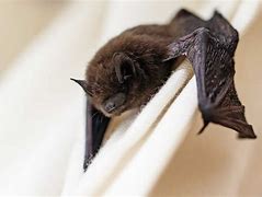 Image result for Bat Hanging On Wall