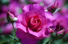 Image result for Red Rose Flower