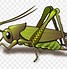 Image result for cricket insect vector