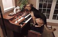 Image result for Piano Playing Meme