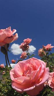 Image result for Aesthetic Blue Pink Flower