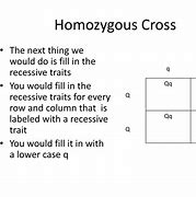 Image result for Homozygous Cross
