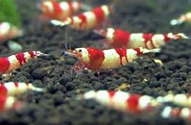 Image result for Shrimp in Fish Tank