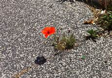 fiori tra l asfalto un fiore nel cemento l intellettuale dissidente fiori tra l asfalto un fiore nel cemento l intellettuale dissidente