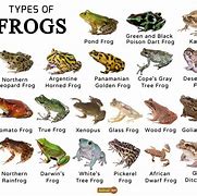 Image result for Cuban Tree Frog Classification Chart
