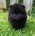 Image result for Fluffy Toy Dog Breed