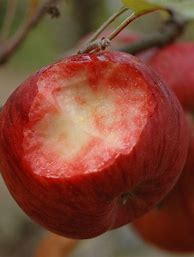 Image result for Red Flesh Apple