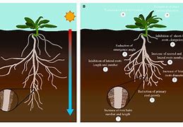 Image result for Difference Between Weather and Climate