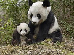Image result for panda