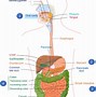Image result for Pancreas Enzymes