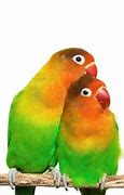Image result for Exotic Love Birds
