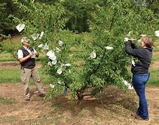 Image result for Bagging Peaches On the Tree