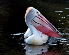 Image result for Pelican Ram Kayak