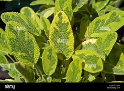 Image result for Salvia Aurea