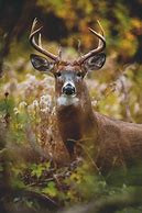 Image result for 9-Point Buck