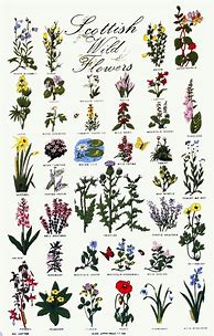 Image result for Wildflower Phone Case Patterns