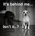 Image result for Cat and Dog Memes