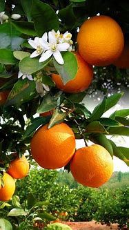 Image result for Garden with Fruit Trees