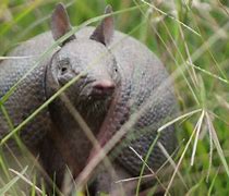 Image result for Armadillo Look Like