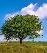 Image result for Albero